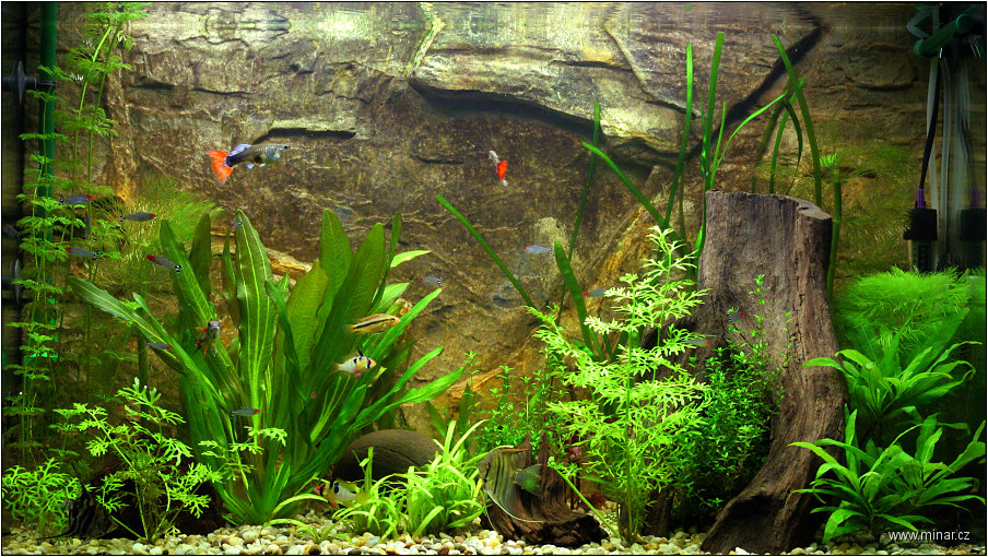 img00009.jpg