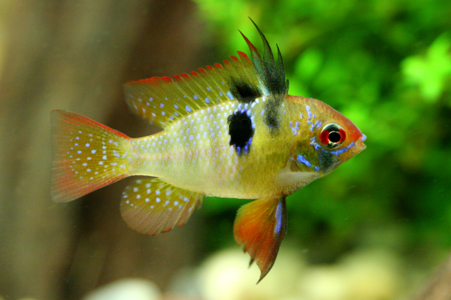 Zmenšeno 650px - Supersampling - nedoostřeno