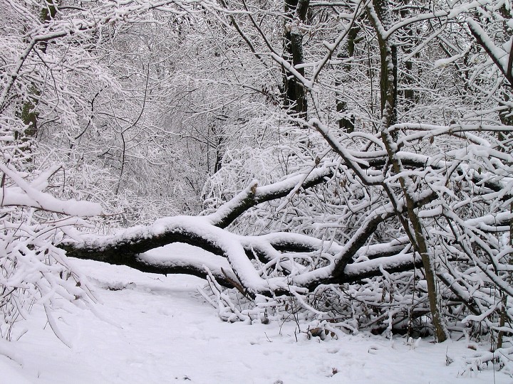 img00003.jpg