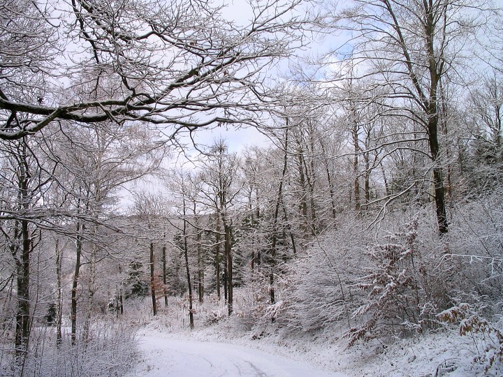 img00005.jpg