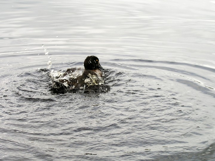 img00005.jpg