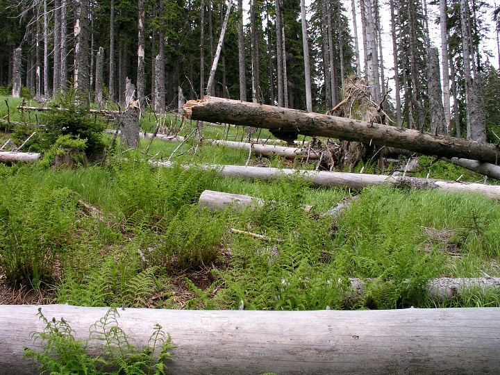 img00010.jpg