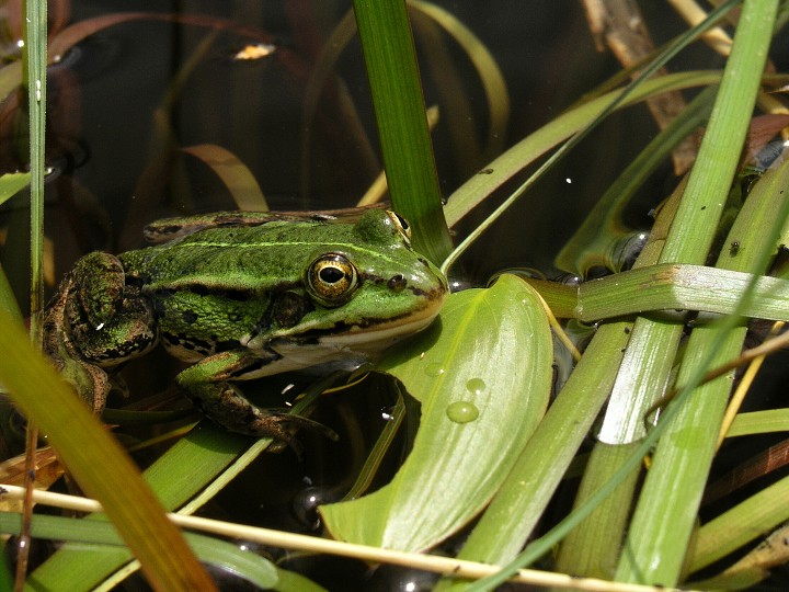 img00011.jpg