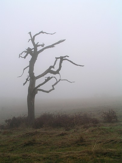 img00008.jpg