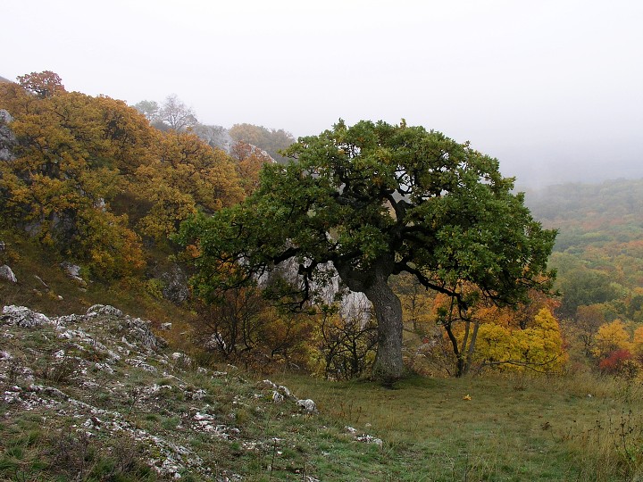 img00010.jpg