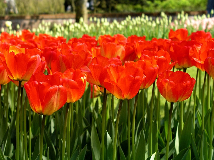 img00010.jpg