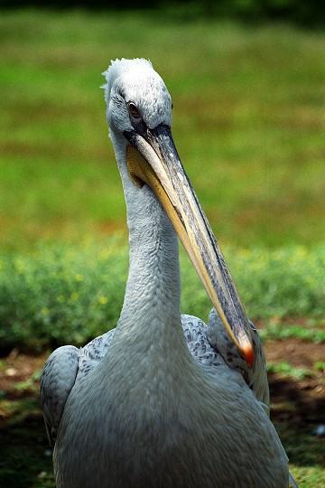 img00002.jpg