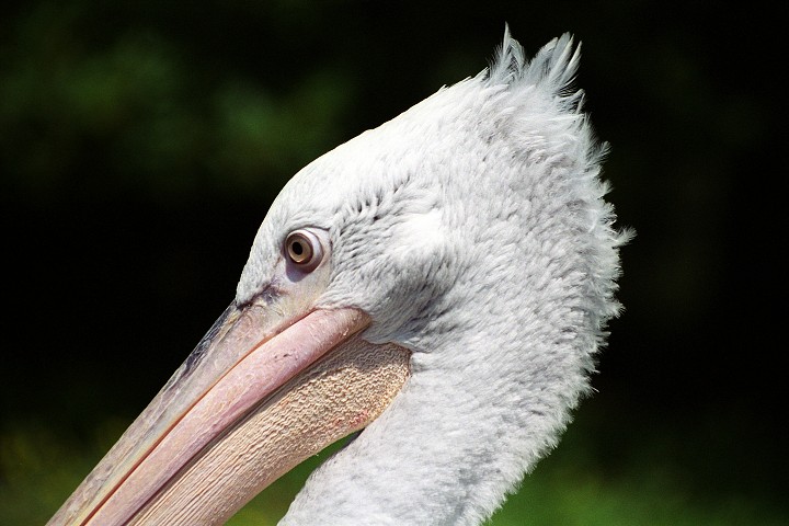 img00003.jpg