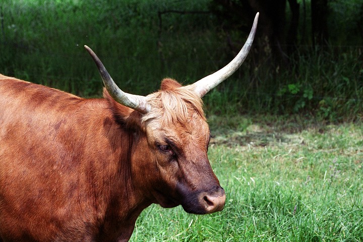 img00004.jpg