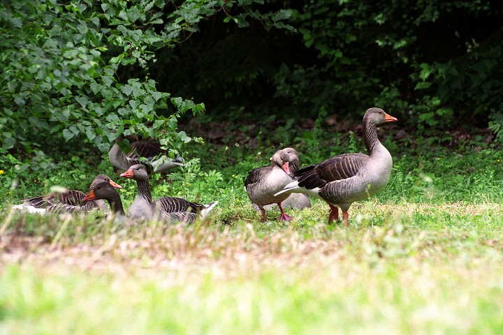 img00005.jpg