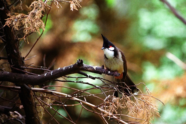 img00007.jpg