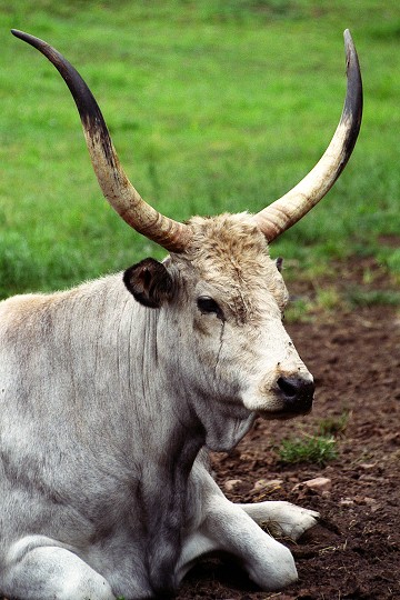 img00011.jpg