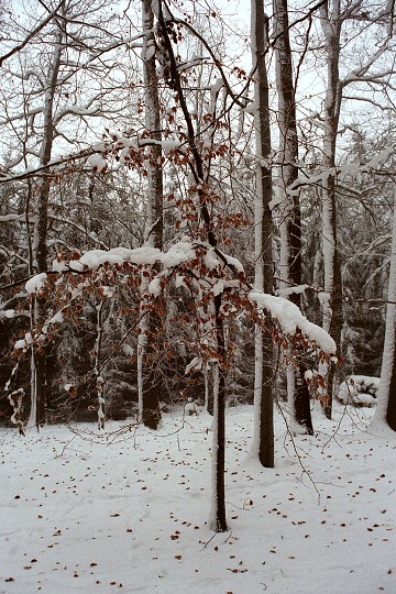 img00001.jpg