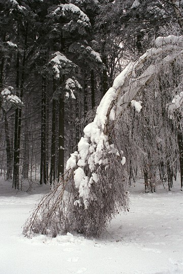 img00005.jpg