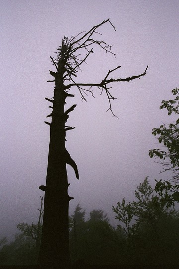 img00008.jpg