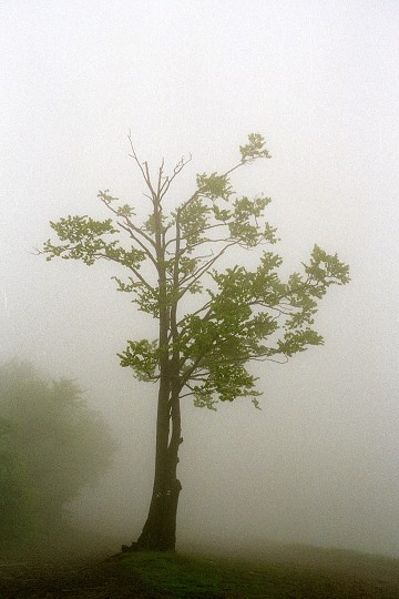 img00011.jpg