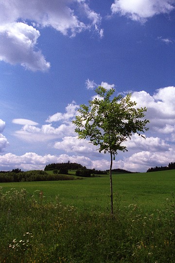 img00005.jpg