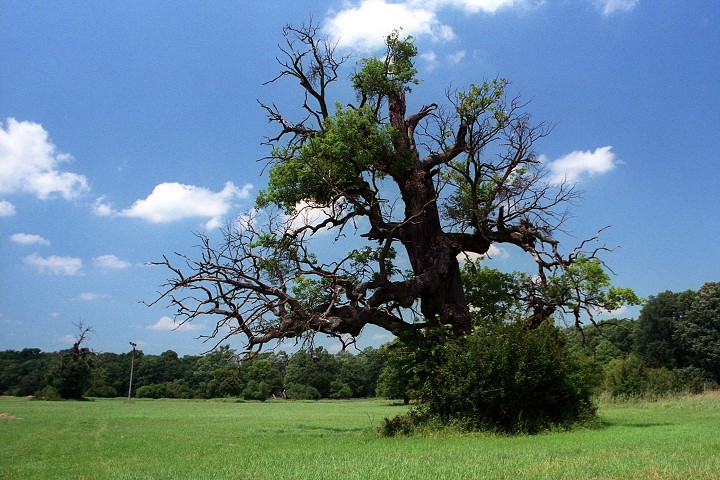 img00005.jpg