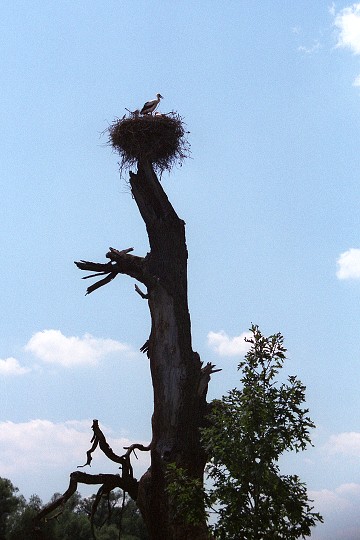 img00007.jpg