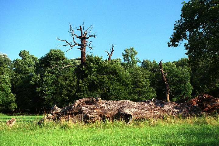 img00010.jpg