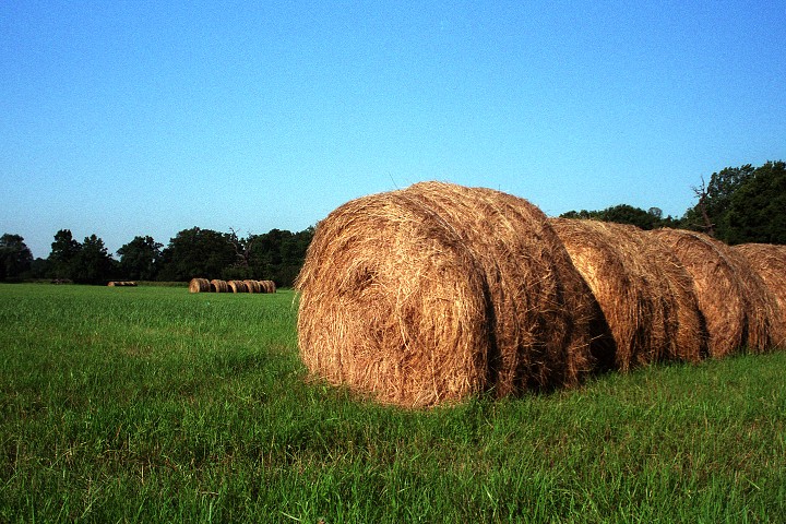 img00011.jpg