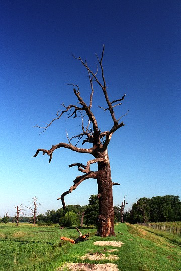 img00012.jpg