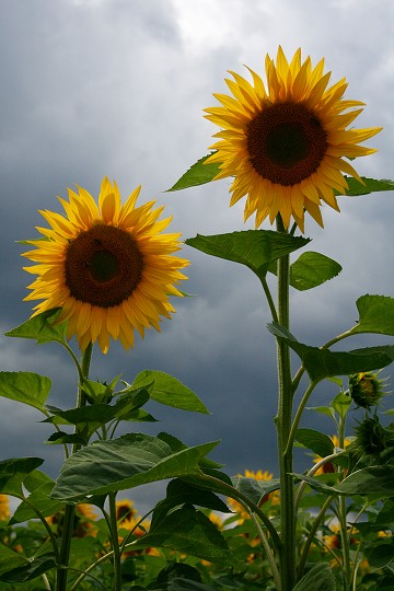 img00004.jpg