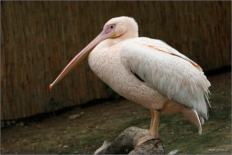img00002.jpg