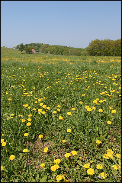 img00004.jpg