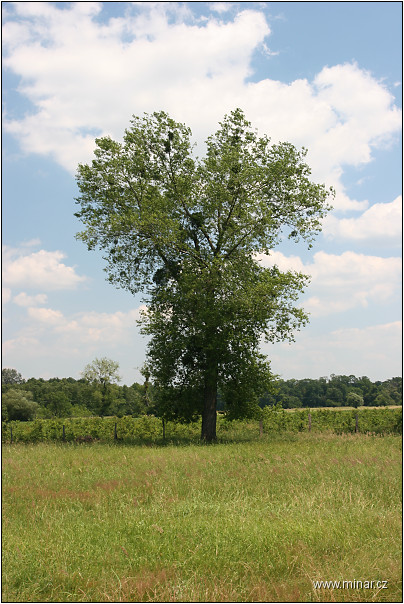 img00014.jpg