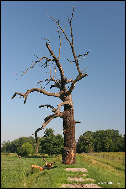 img00036.jpg