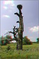thn00045.jpg