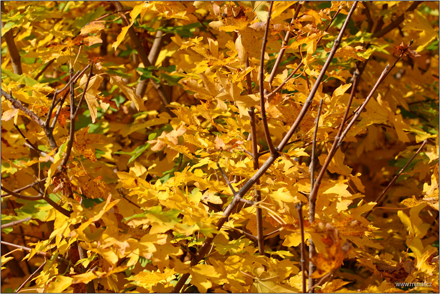 img00013.jpg