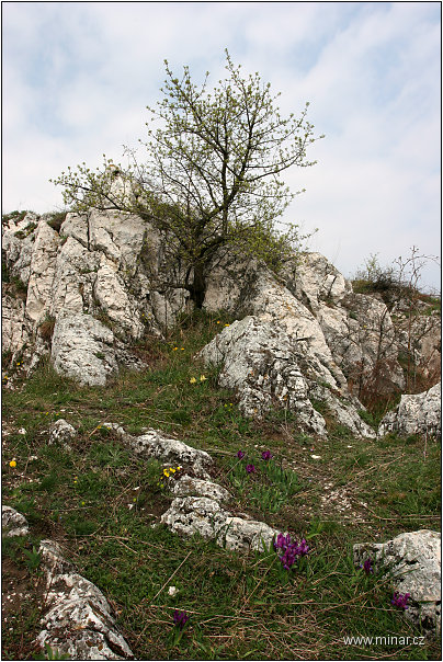 img00007.jpg