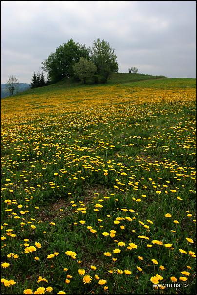 img00003.jpg