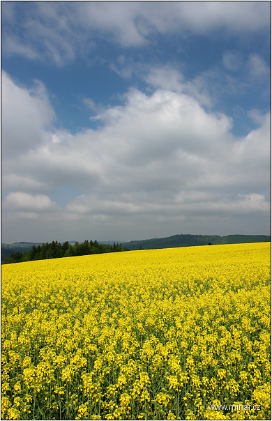 img00006.jpg