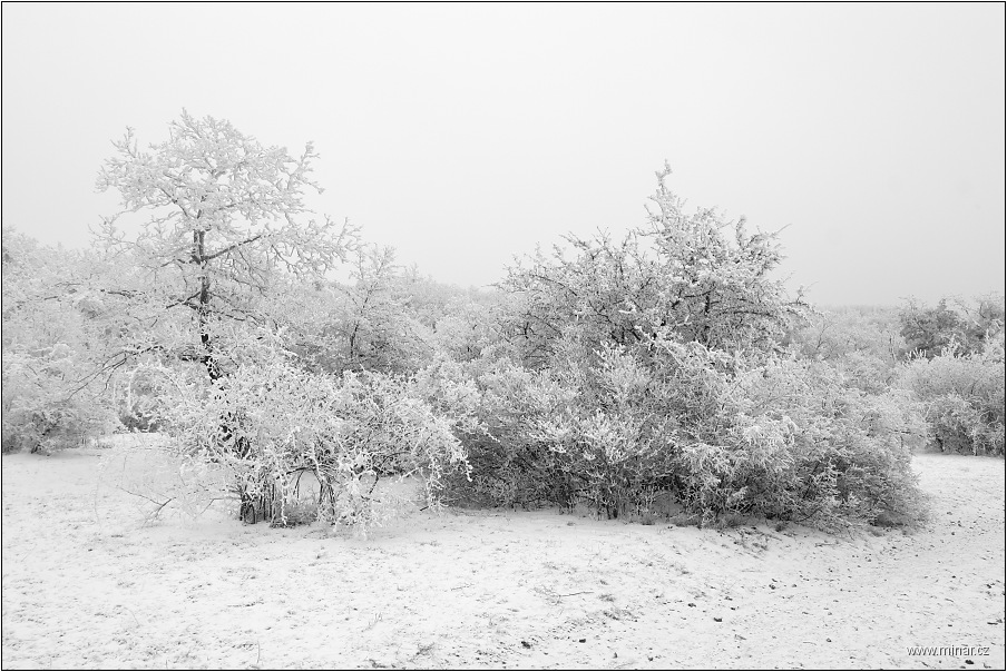 img00009.jpg