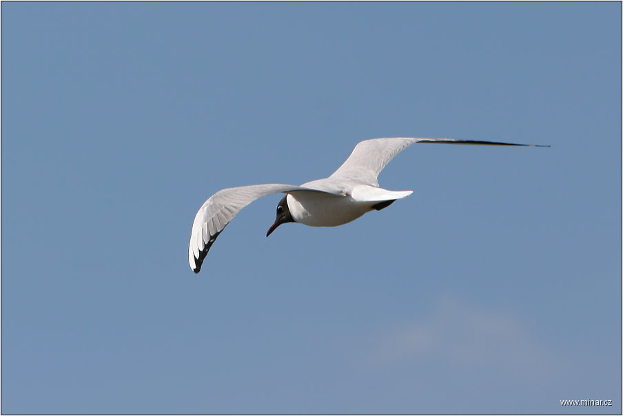 img00029.jpg